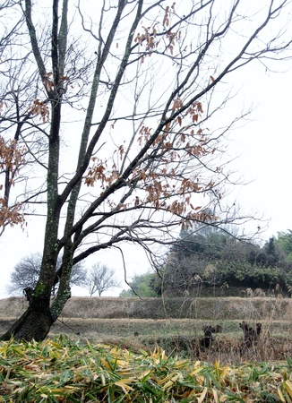 Late autumn of Japaneseの写真素材