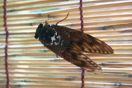 Cicadaの写真素材