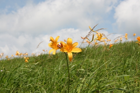 Lily の写真素材