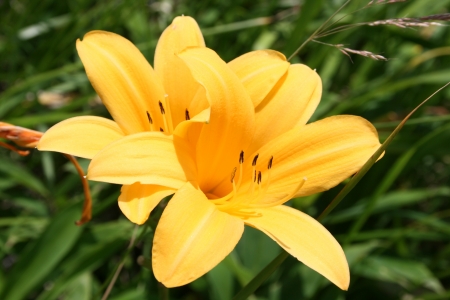 Lily の写真素材