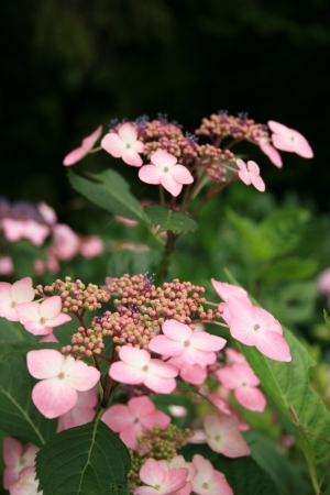 Hydrangea macrophyllaの写真素材