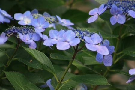 Hydrangea macrophyllaの写真素材