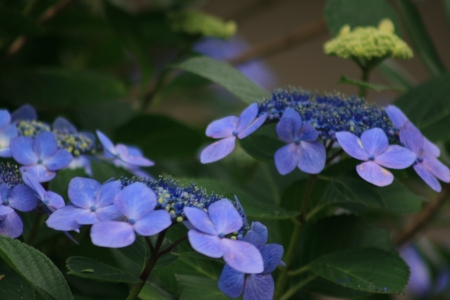 Hydrangea macrophyllaの写真素材
