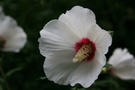 rose of Sharonの写真素材