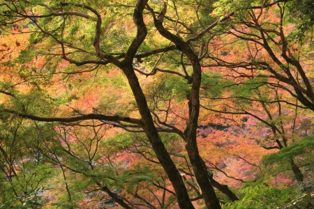 Colored leaves of Osaka の写真素材