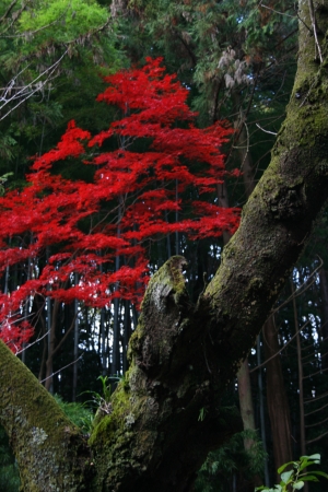 Autumn in Japanの写真素材