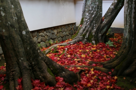 Colored leaves of Kyotoの写真素材