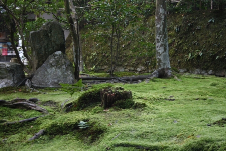 Colored leaves of Kyotoの写真素材