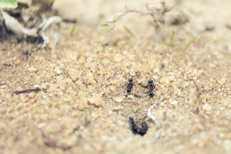 Ants with water drops on the head near the anthill.の写真素材