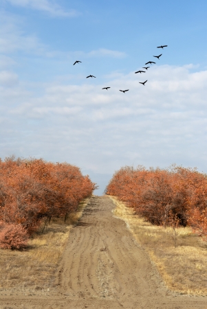 Bird flock flies in warmer climes of autumn forest, flying at yellow crowns of trees and forest paths の写真素材
