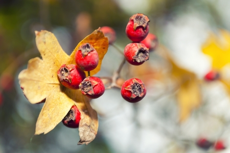Berries on a branch, in the late autumn.の写真素材