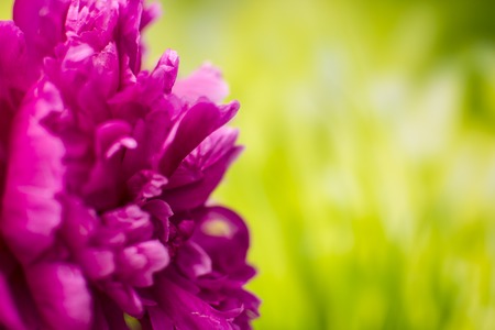 Bright peony bud on a background of solar meadow.の写真素材