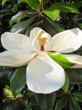 Italy, Summer 2012, Orchidの写真素材