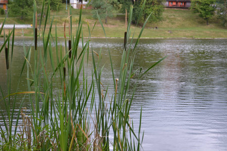 fish pondの写真素材