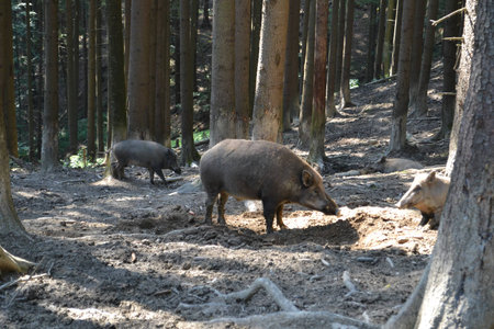 wild boarの写真素材