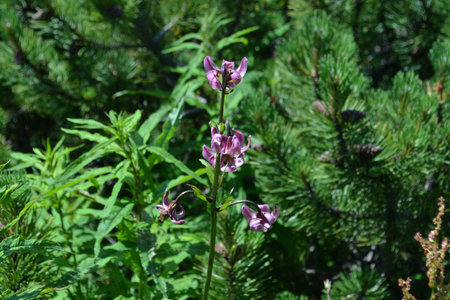 Martagon lilyの写真素材