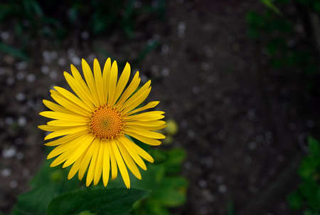 Yellow flower against a blurred backgroundの写真素材