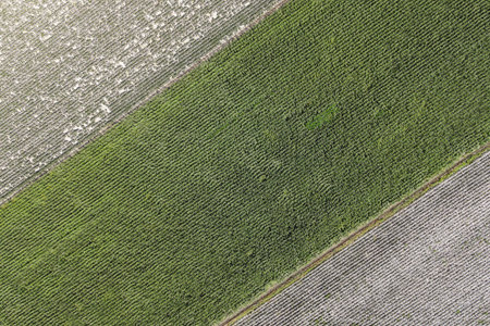 Aerial view of a field with rows of green corn plants.