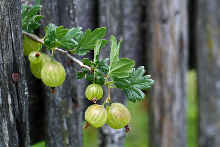 gooseberriesの写真素材