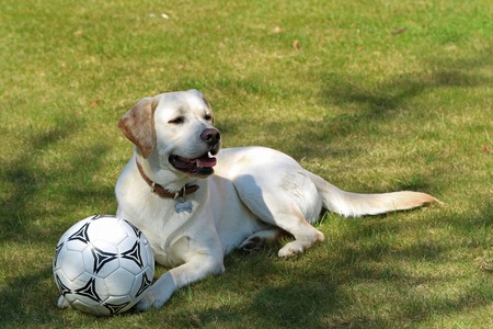 Portrait of an white labrador with soccer ball on the grassの写真素材