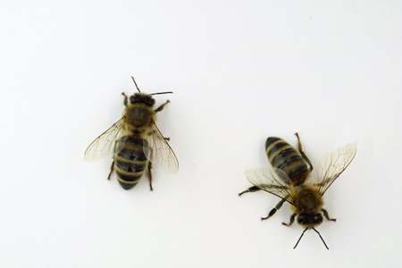 two bees top view close up isolated on white