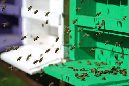 close up of flying honey bees in front of their hiveの写真素材