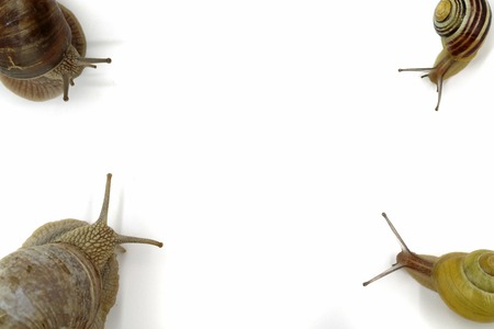 Snails in each corner top view isolated on white with copy spaceの写真素材