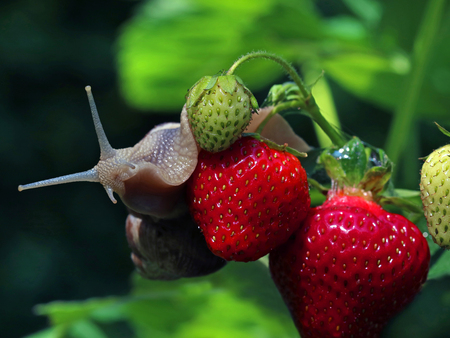 snail is crawling on fresh strawberries, slugs in your garden close upの写真素材