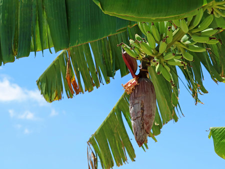 banana tree with banana blossom and blue skyの写真素材