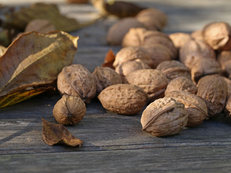 close up of ripe walnuts with leaves lie on wooden ground in autumn