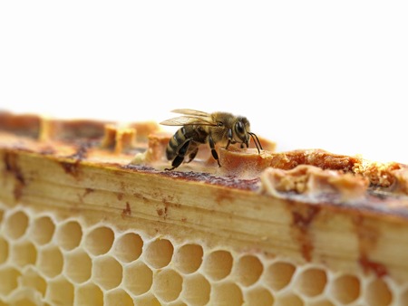close up of single bee on honeycomb isolated on white background with copy spaceの写真素材