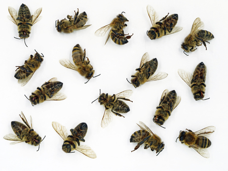 Close up of dead bees isolated on white background, concept of bees dieの写真素材