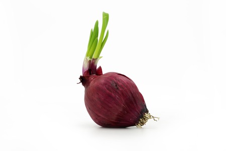 single red onion isolated on white background