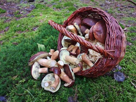 basket full of freshly picked mushrooms on moss ground from the bavarian forestの写真素材