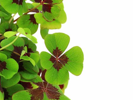 close up of four leaf clover, cloverleafs on white background with copy space.の写真素材