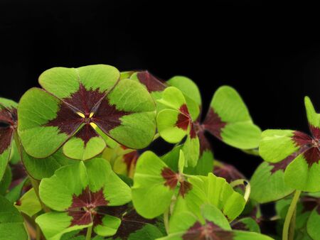 four leaf clover, cloverleafs with miniature bottle of champagne on black background with copy...
