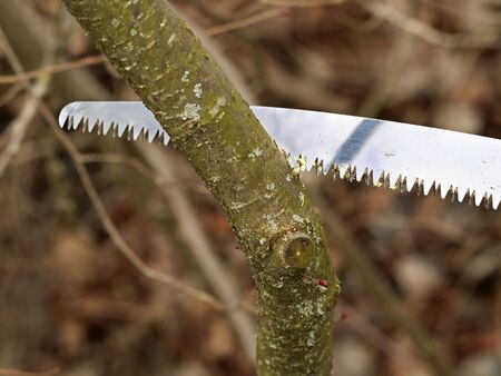close up of hand saw is sawing through a tree branch