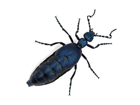 Black blue beetle or Oil beetle Meloe proscarabaeus isolated on whiteの写真素材