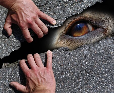 eye of a white dog behind a street surface with male hands which save him, concept of homeless stray...
