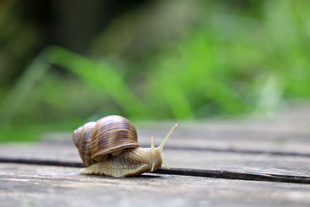 Helix pomatia, Roman snail, is crawling in garden after the rain, background with copy spaceの写真素材