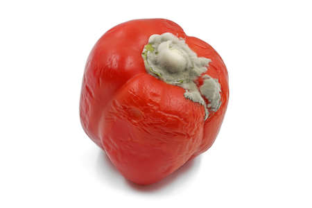 gray mold on rotten red bell pepper isolated on white backgroundの写真素材