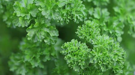 close up of green curly parsley leaf, fresh herbs background