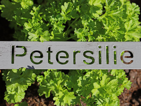 fresh green parsley plant with metal sign and the german word petersilieの写真素材