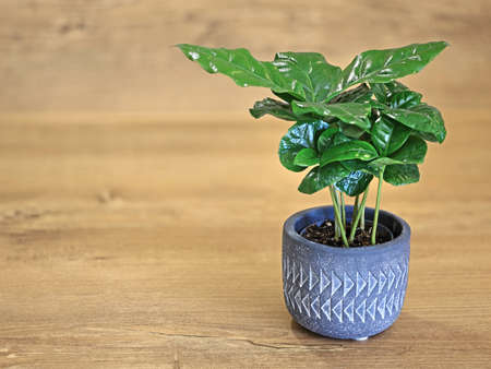 young coffee plant, coffea arabica, in stone pot isolated on wooden background with copy space on the leftの写真素材