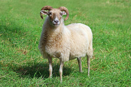 white aries or ram in the grass on meadow looking in cameraの写真素材