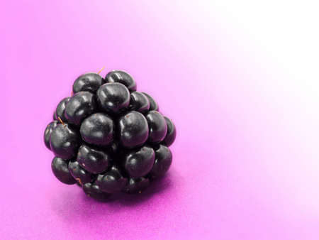 single blackberry isolated on purple background, color gradient into white, copy space