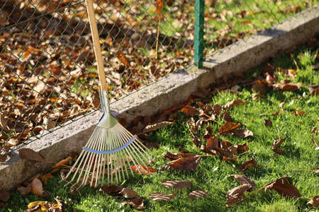 Rake next to fence on sunny autumn day, leaves from neighboring tree fall on your own property, neighborhood dispute concept imageの写真素材