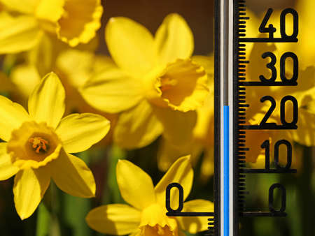 Thermometer shows 25 degrees celsius in yellow daffodils, classic spring flowers close upの写真素材