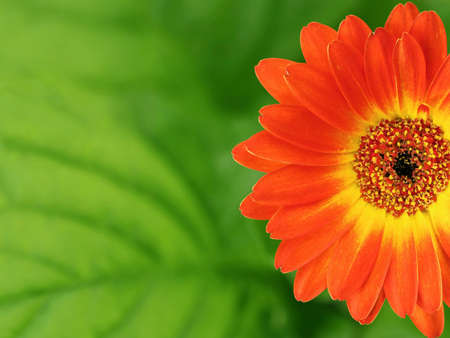 orange yellow gerbera flower over green leaf background, close-up of a blossom from the Asteraceae family with copy spaceの写真素材