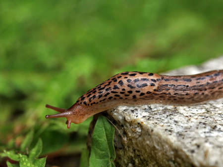 Leopard Slug or great greay slug, Limax maximus, crawling on granite stone in the garden on a rainy dayの写真素材